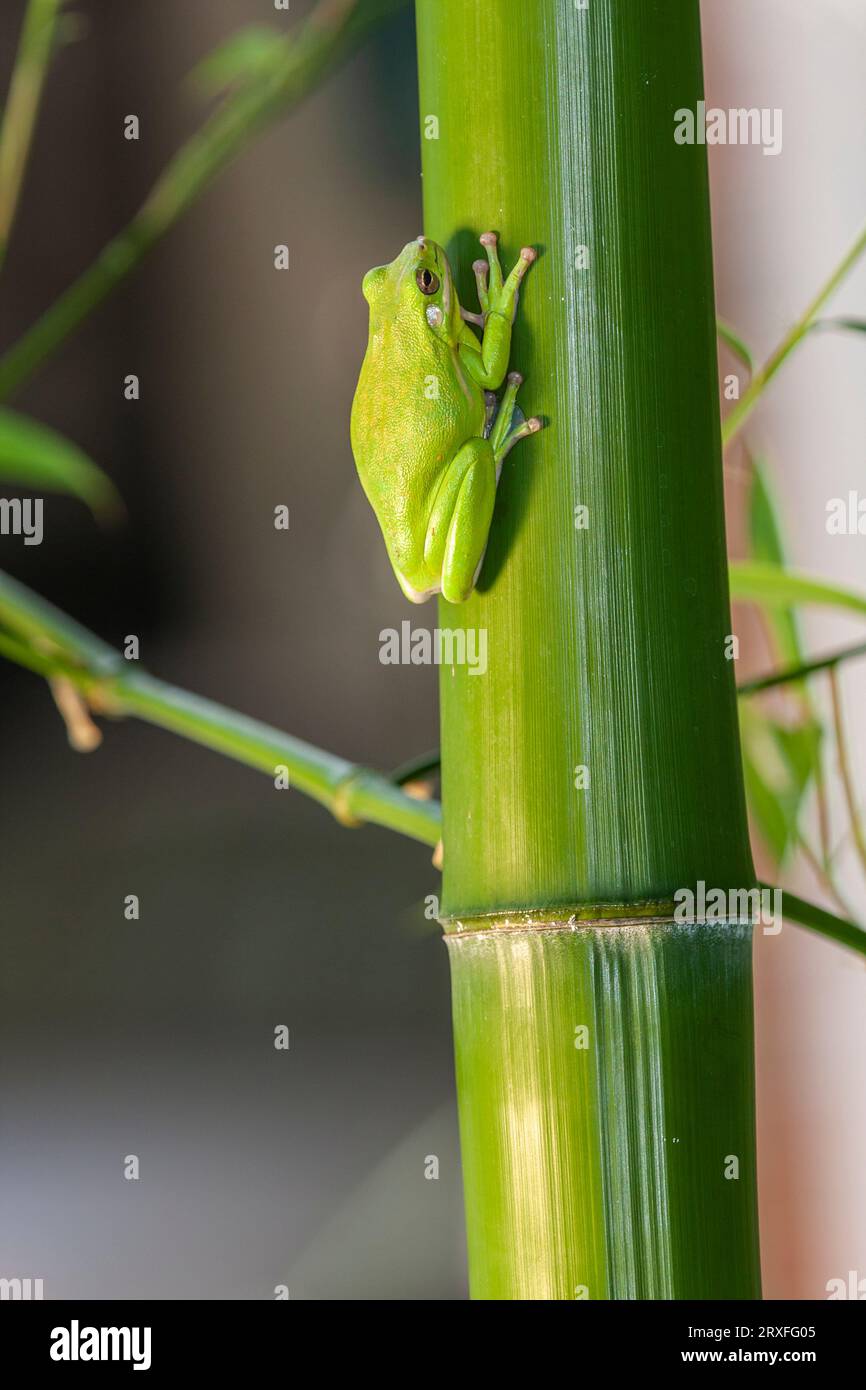 American Green Treefrog, hyla cinerea, at Gary Carter's in McLeansville, NC. Stock Photo