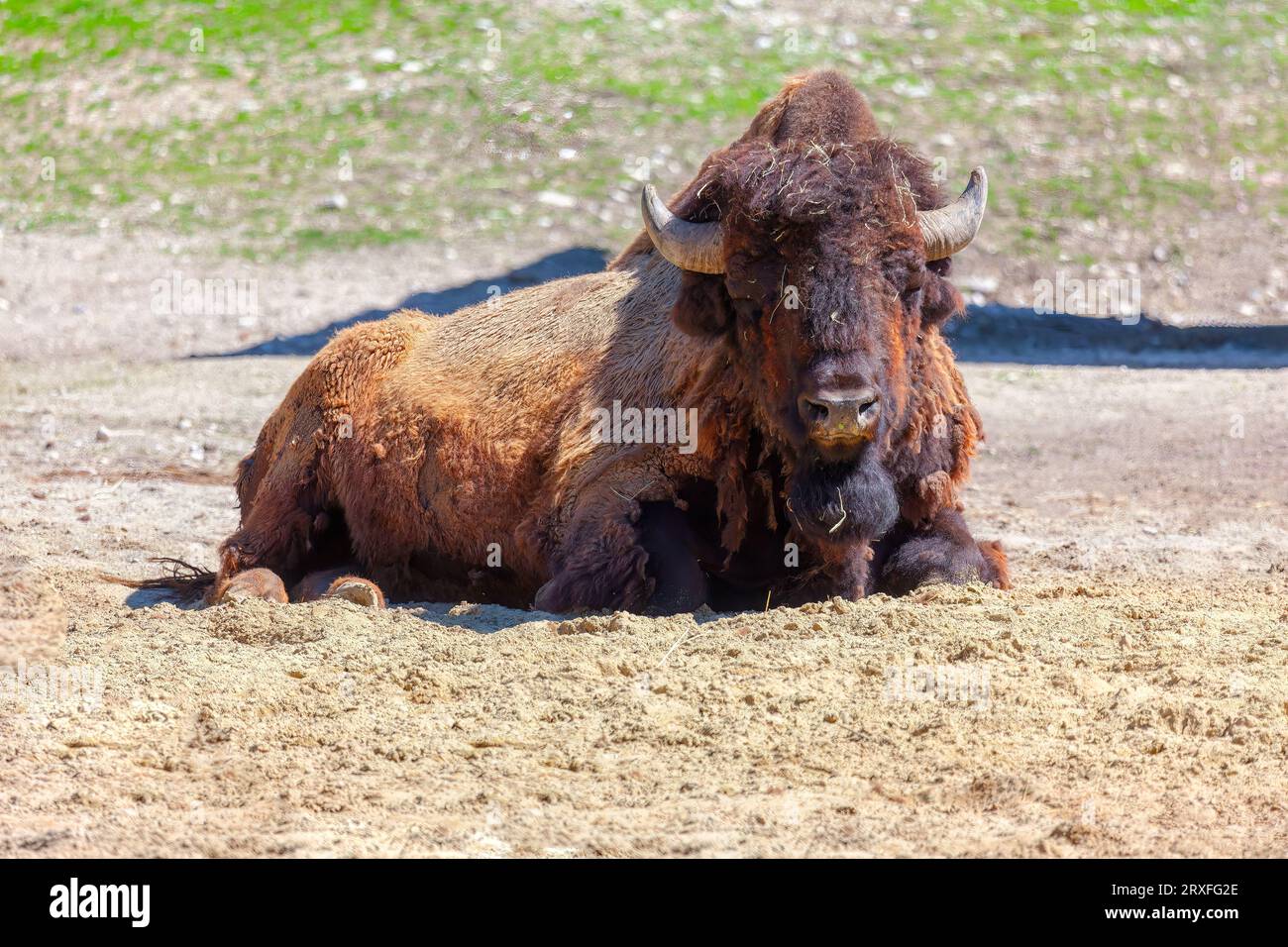 Pile of horns at the National Bison Range Stock Photo - Alamy
