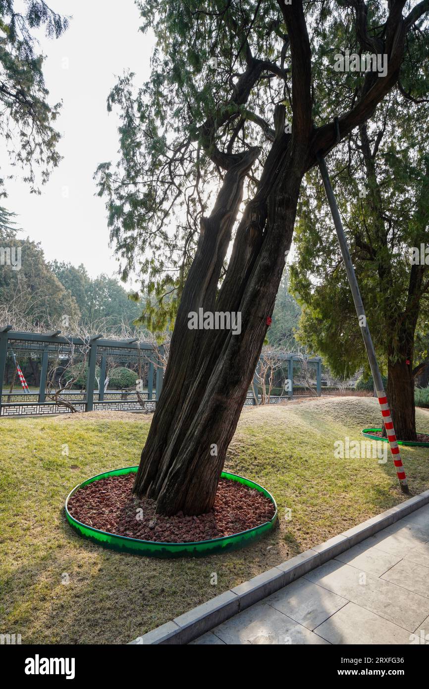 Beijing - China, February 23, 2023: Platycladus orientalis in Imperial Ancestral Temple. Stock Photo