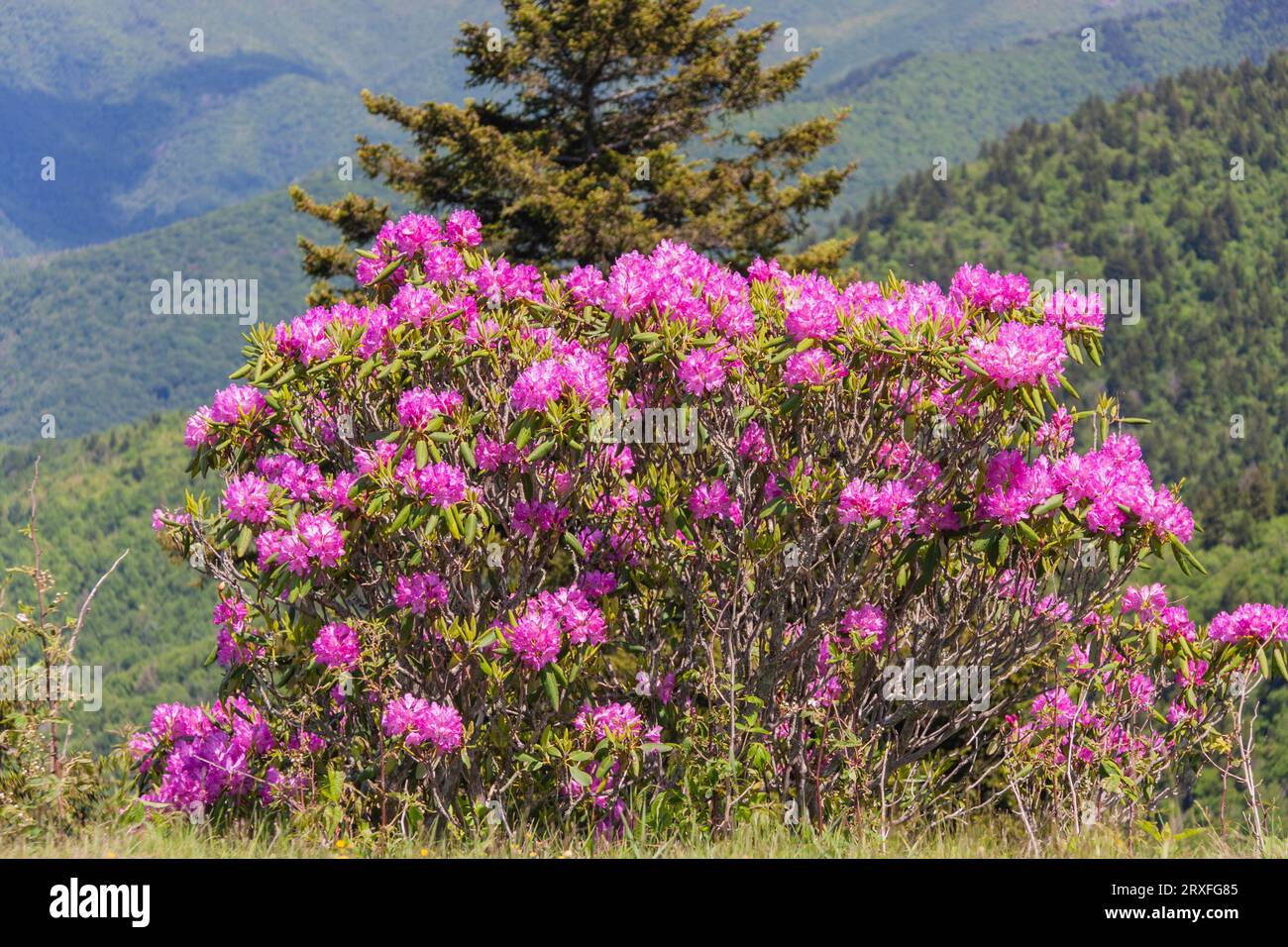 Catawba Rhododendron, Rhododendron catawbiense, along the Blue Ridge Parkway in North Carolina