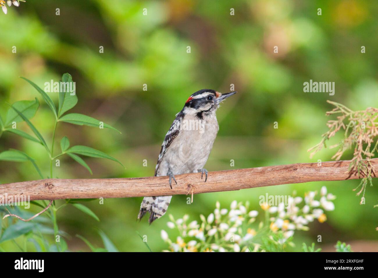 Downy Woodpecker, Picoides pubescens, smallest woodpecker in North America,  at McLeansville, NC. Stock Photo