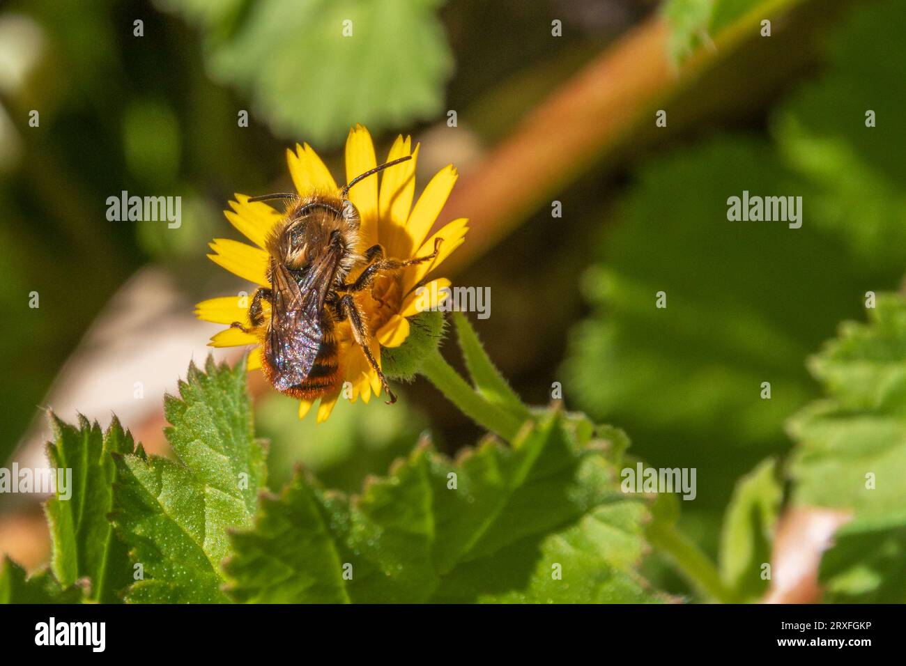Osmia rufohirta, Mason Bee with copy space and a Natural background in landscape mode Stock Photo