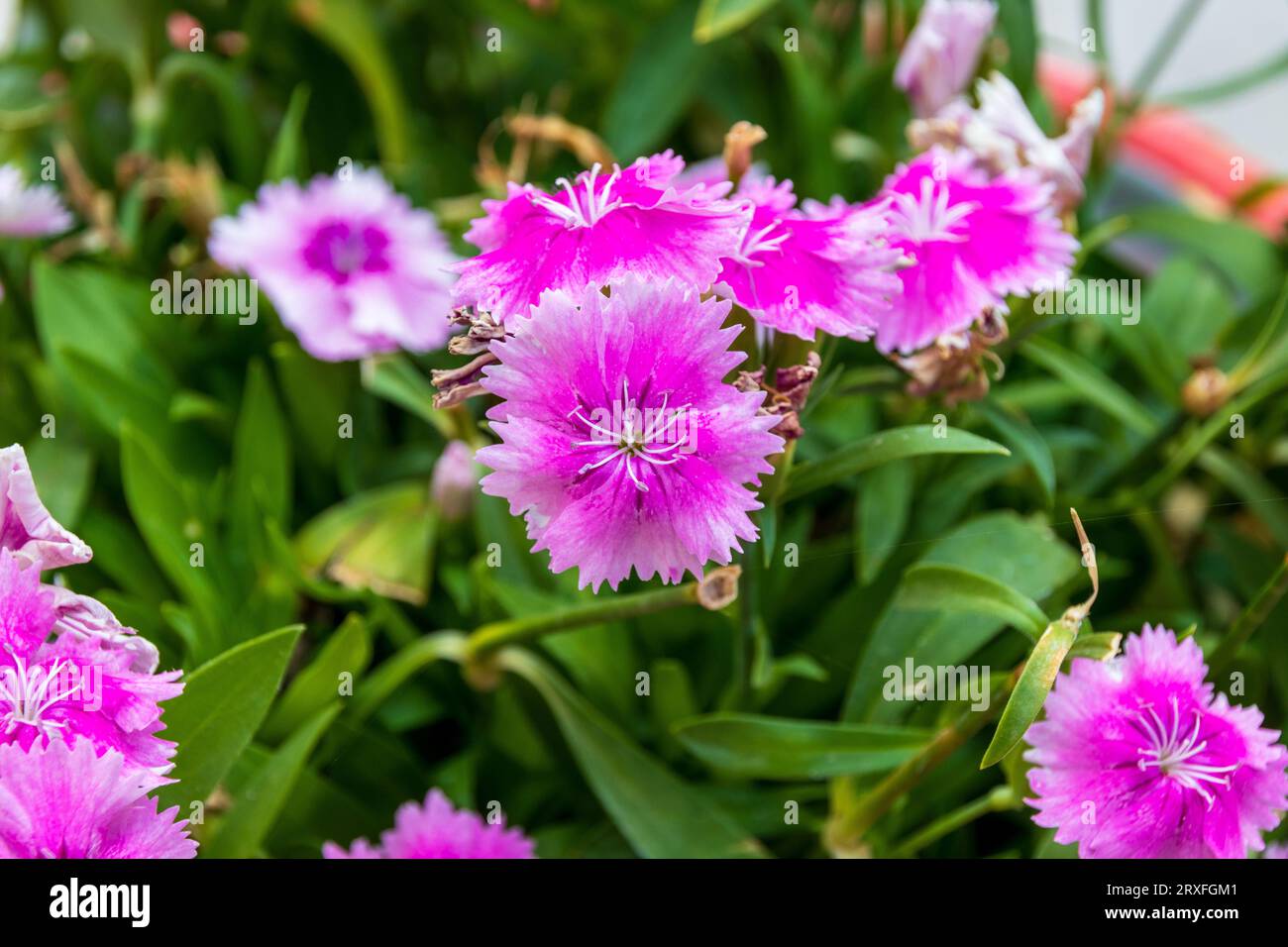 Dianthus chinensis, Chinese-Pink Flowers Stock Photo