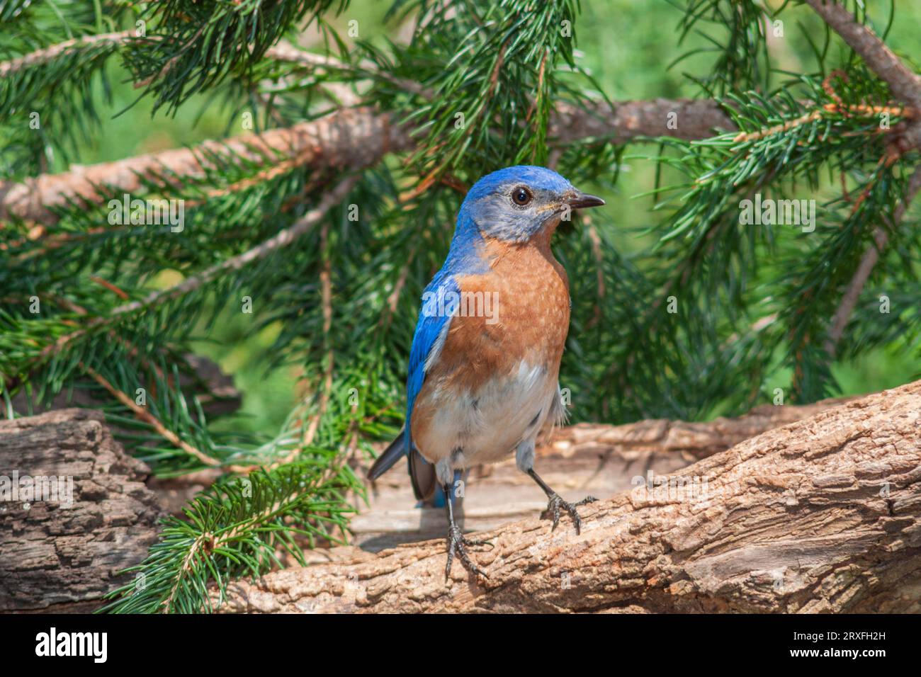 Eastern Bluebird, Sialia sialis, at Mcleansville, NC. Stock Photo