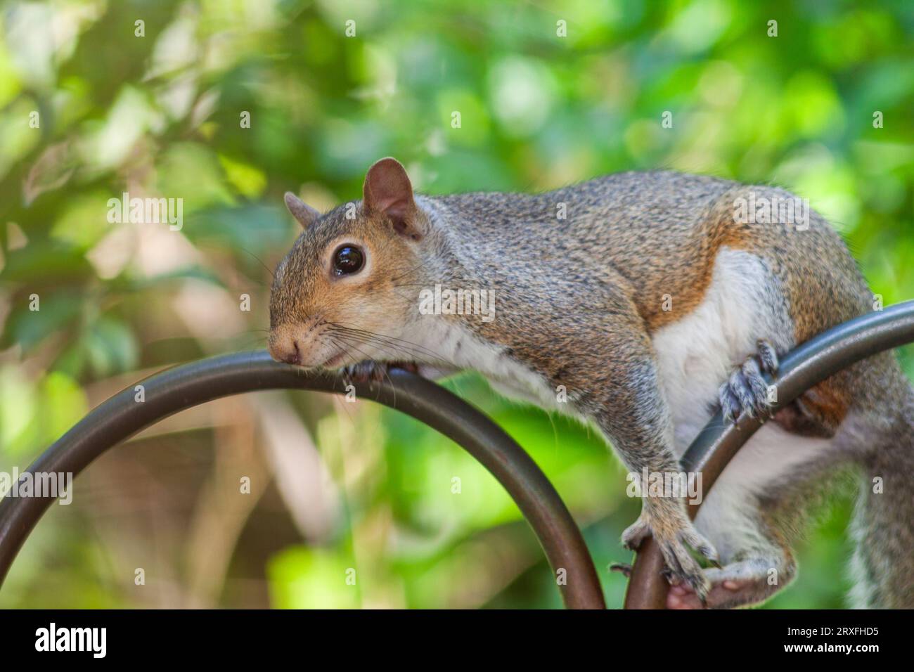 Eastern Gray Squirrel, Sciurus carolinensis, in backyard at McLeansville, NC. Stock Photo