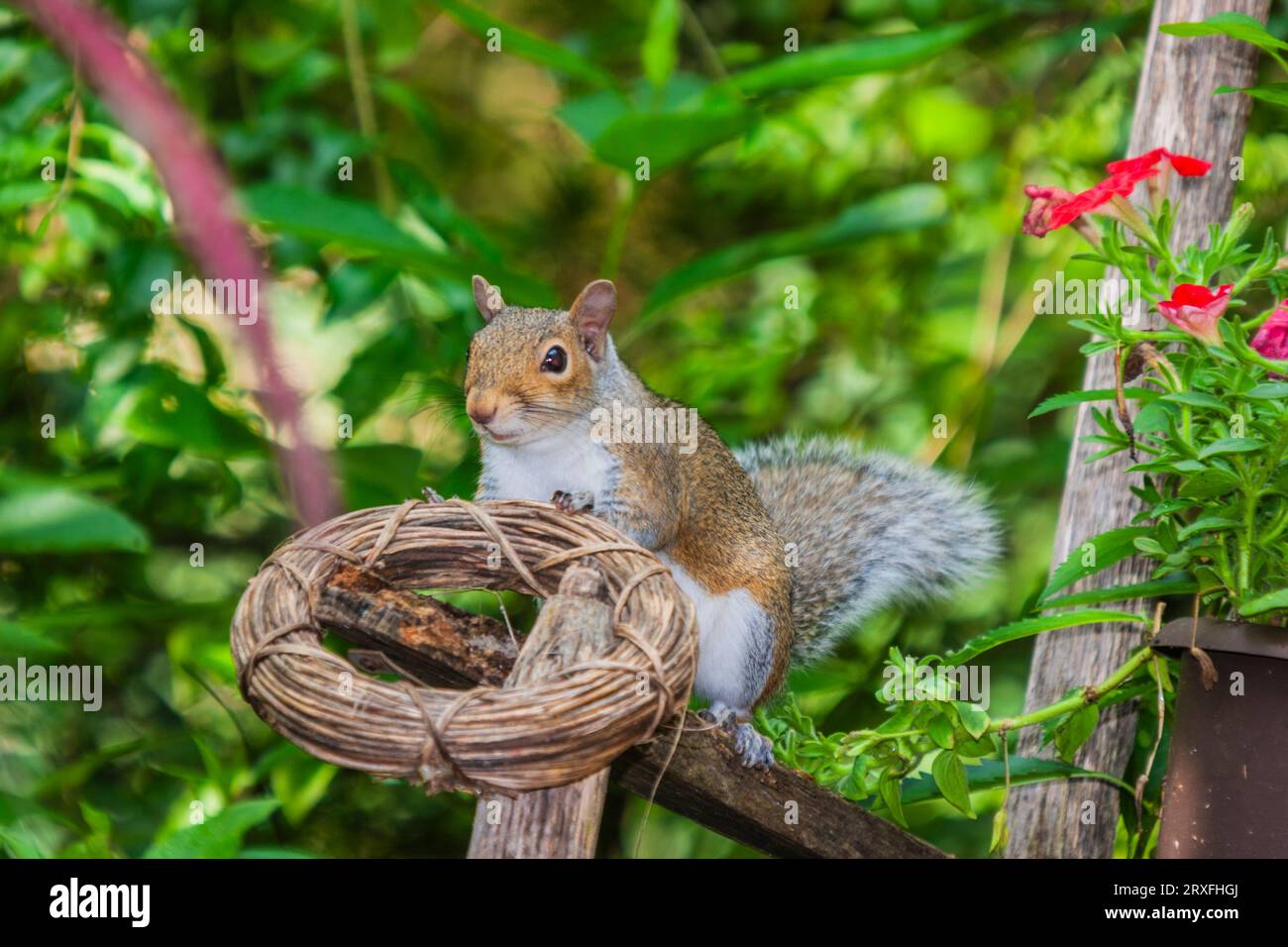 Eastern Gray Squirrel, Sciurus carolinensis, in backyard at McLeansville, NC. Stock Photo