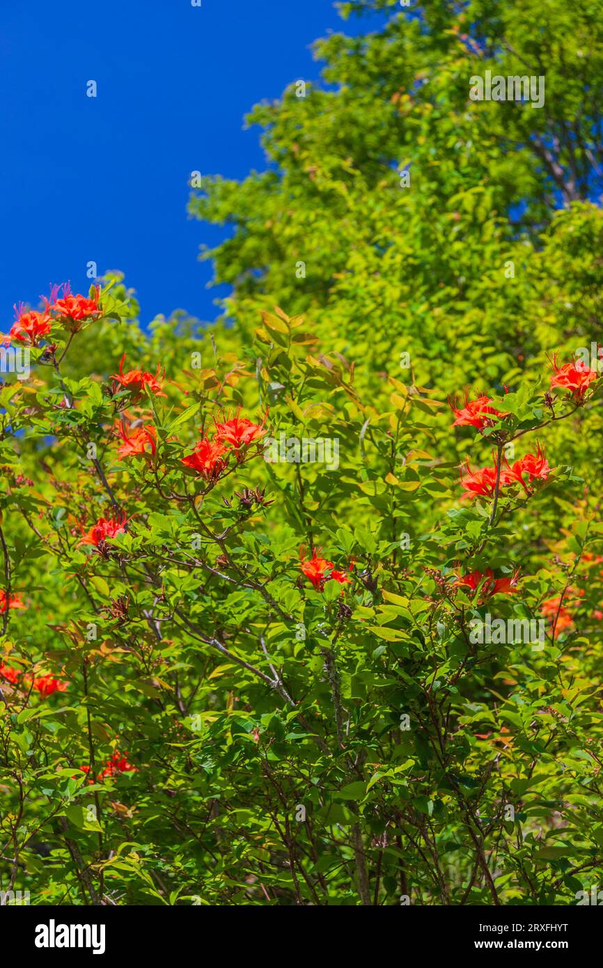 Rhododendron calendulaceum (Flame Azalea), along the Blue Ridge Parkway in North Carolina. Flame Azalea is a species of Rhododendron. Stock Photo