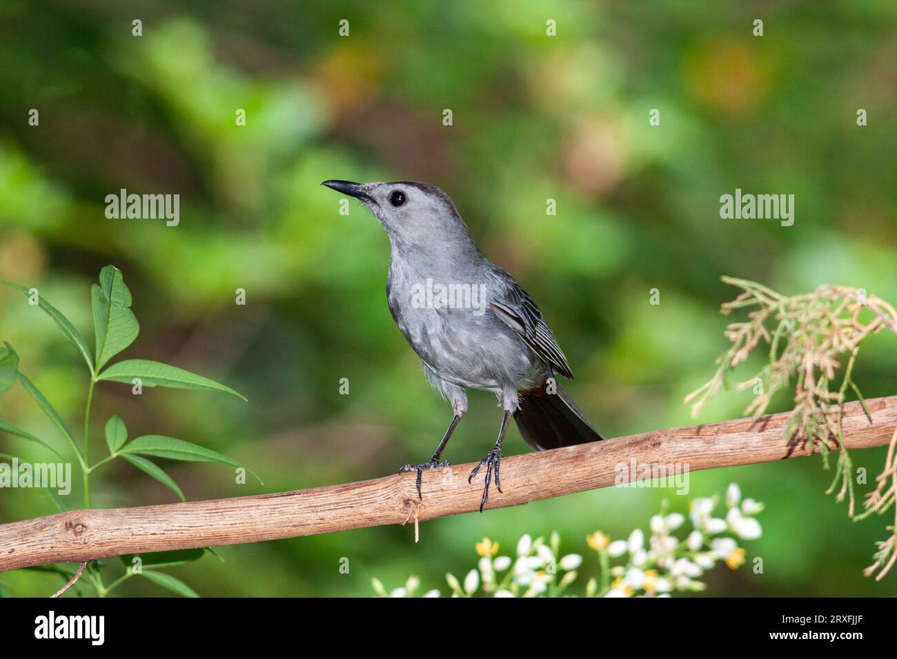 Gray Catbird, Dumetella carolinensis, at McLeansville, NC. Stock Photo