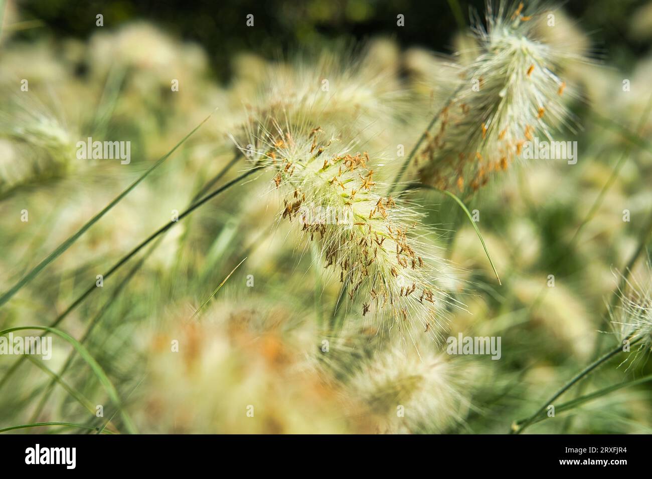 Jardine d'acclimatation, France, Pennisetum villosum is a species of flowering plant in the grass family Poaceae,  common name feathertop grass Stock Photo