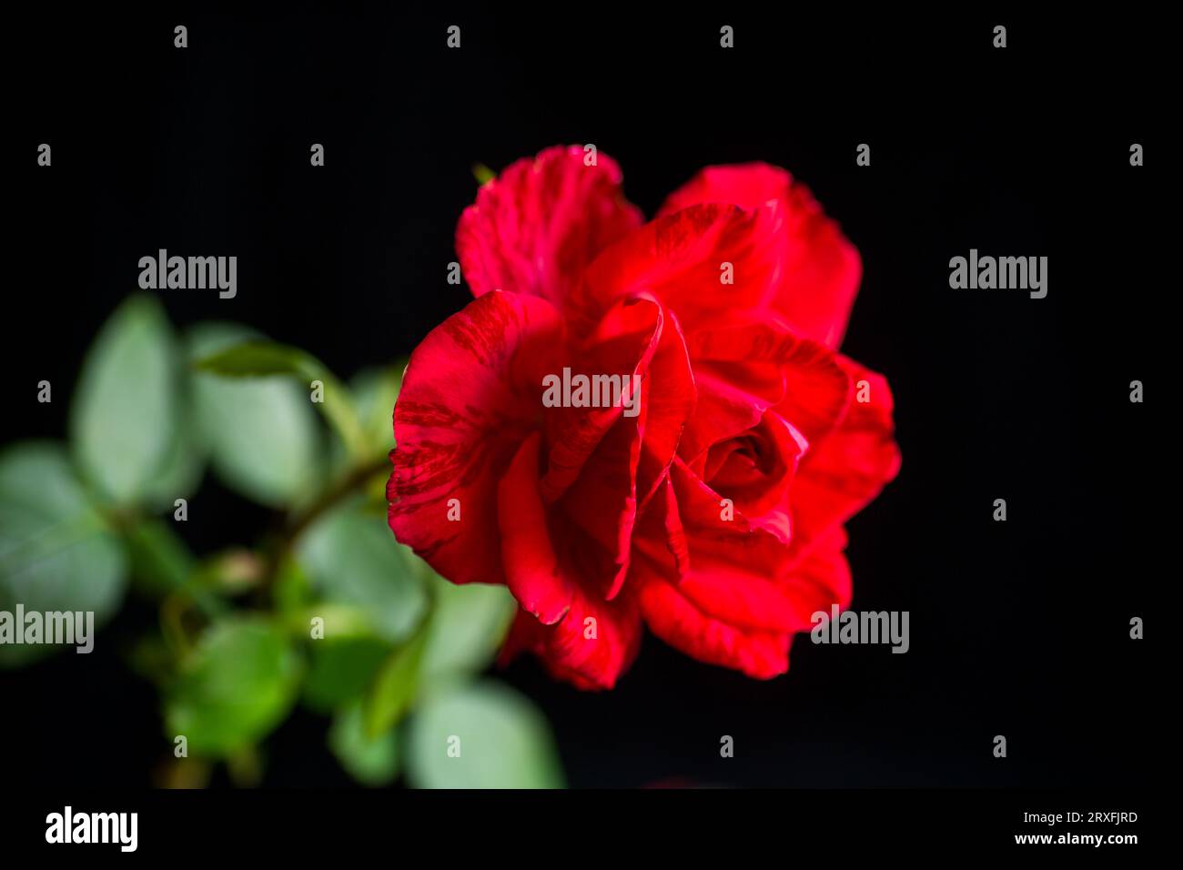 Flowers of beautiful blooming red rose isolated on black background. Stock Photo