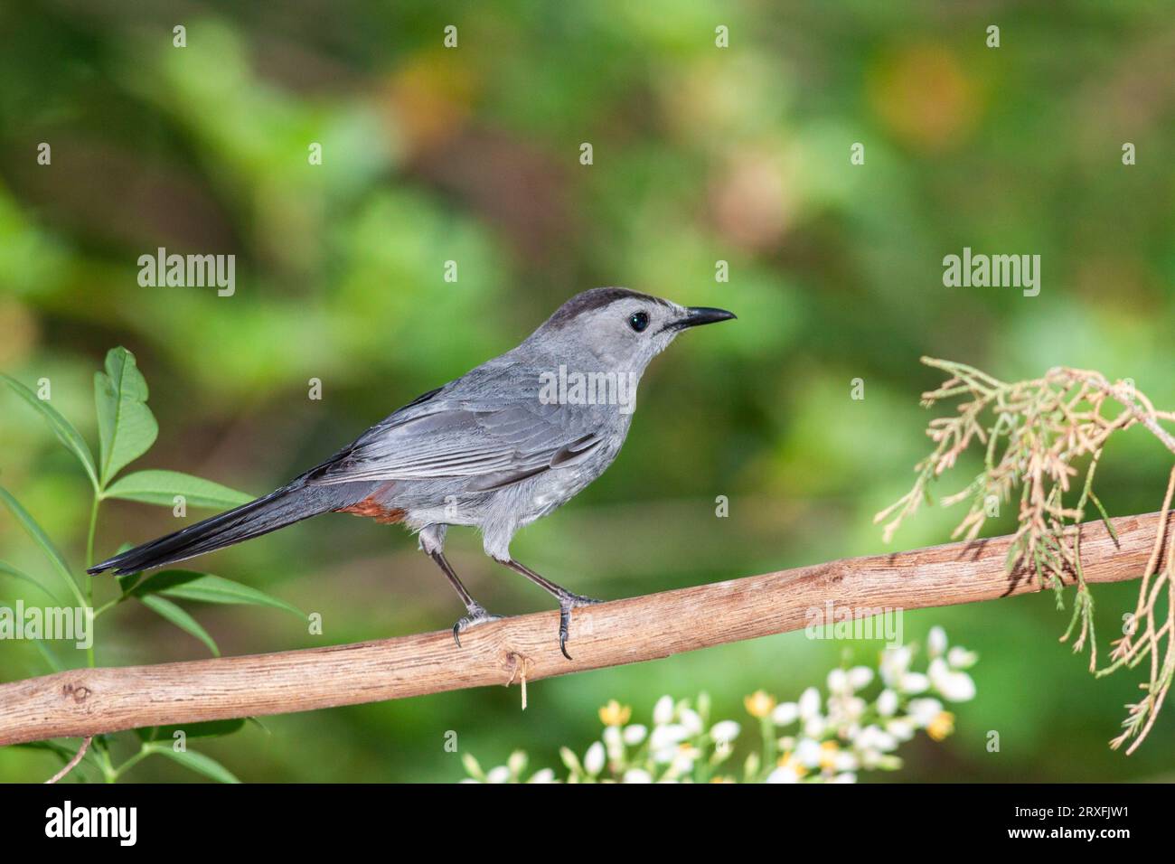 Gray Catbird, Dumetella carolinensis, at McLeansville, NC. Stock Photo