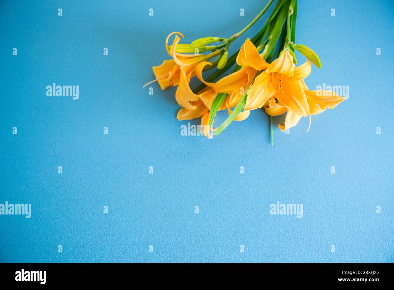 bouquet of beautiful yellow lilies isolated on blue background Stock Photo