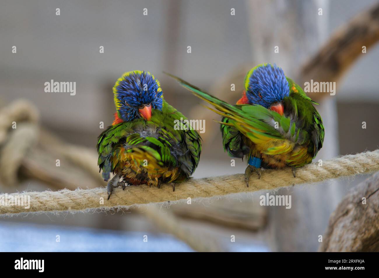 Parrot family of australia hi-res stock photography and images - Alamy