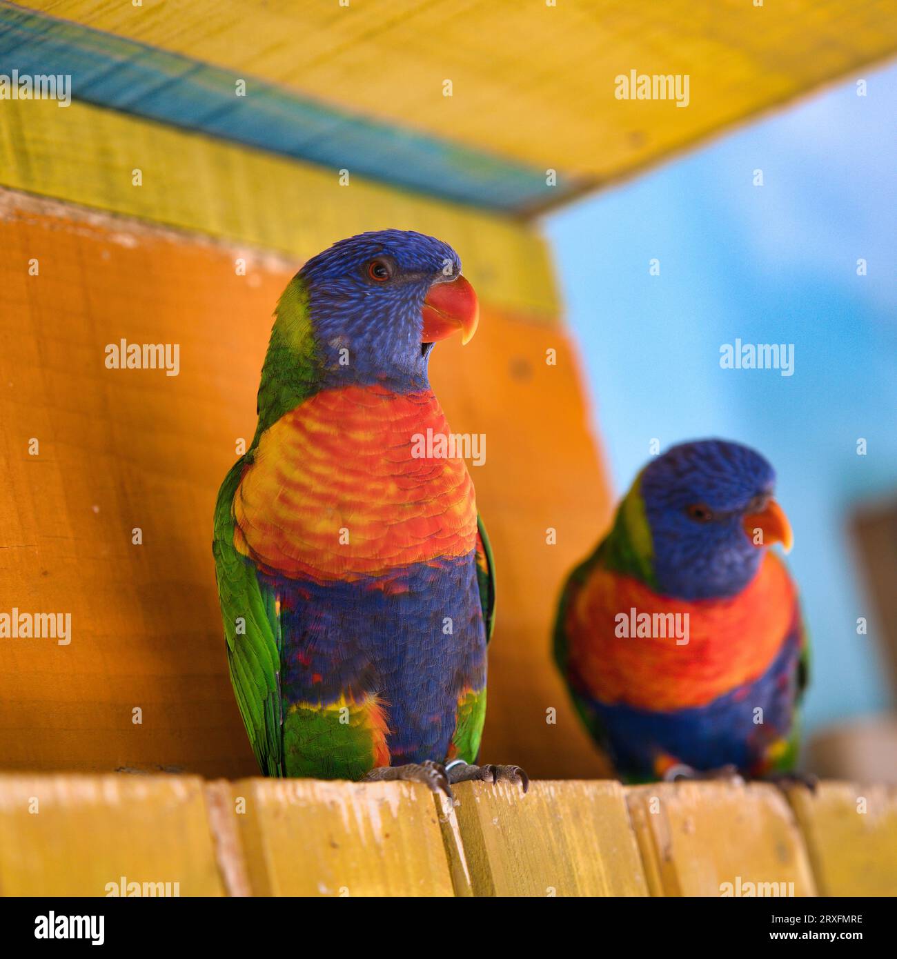 Common lorikeet birds hi-res stock photography and images - Alamy
