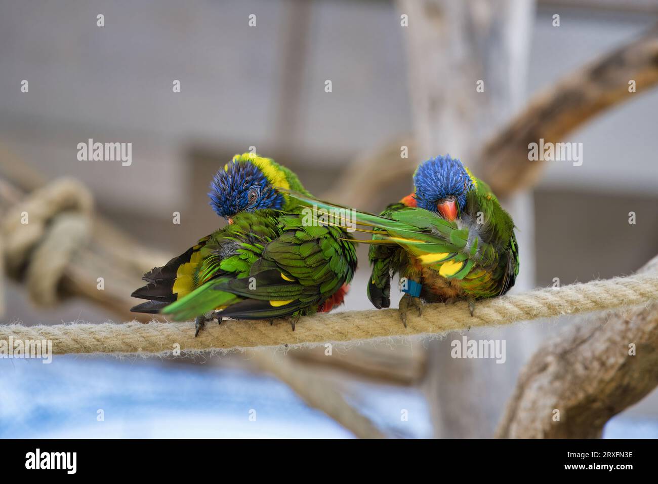 Image result for Common lorikeet birds hi-res stock photography and images - Alamy