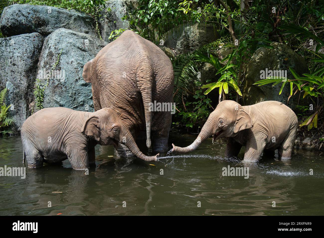 Orlando, USA - July 25th, 2023: Three artificial elephants in a river in Disney's Adventureland park. Stock Photo