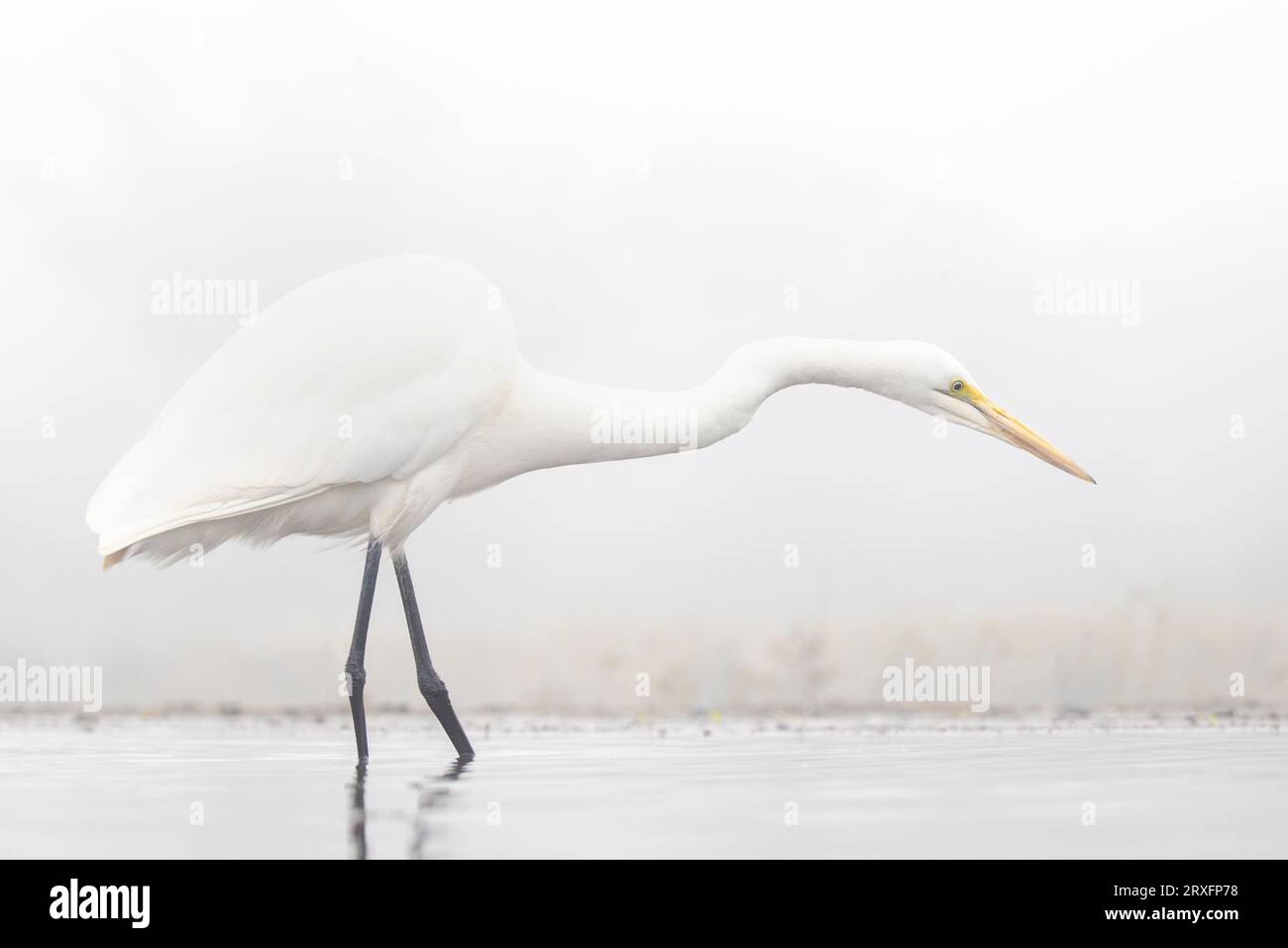 Great egret (Ardea alba), Zimanga game reserve, KwaZulu Natal, South Africa Stock Photo