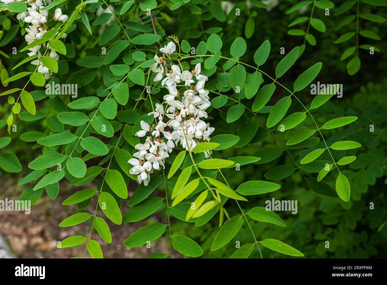 White flowers and leaves of Robinia pseudoacacia, also called false acacia or black locust, deciduous tree in pea family Fabaceae. Stock Photo