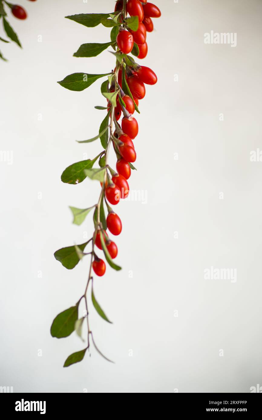 Branch with ripe red goji berry on abstract grey background Stock Photo
