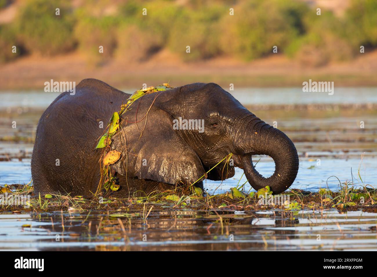 African elephant (Loxodonta africana) feeding in river, Chobe national park, Botswana Stock Photo