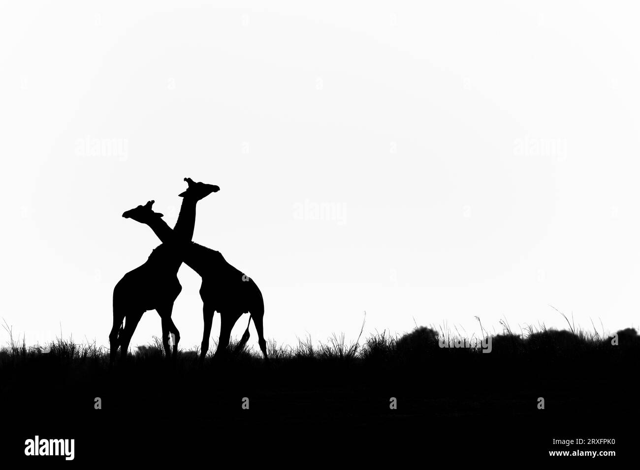 Giraffe (Giraffa camelopardalis) silhouette, Chobe national park, Botswana Stock Photo