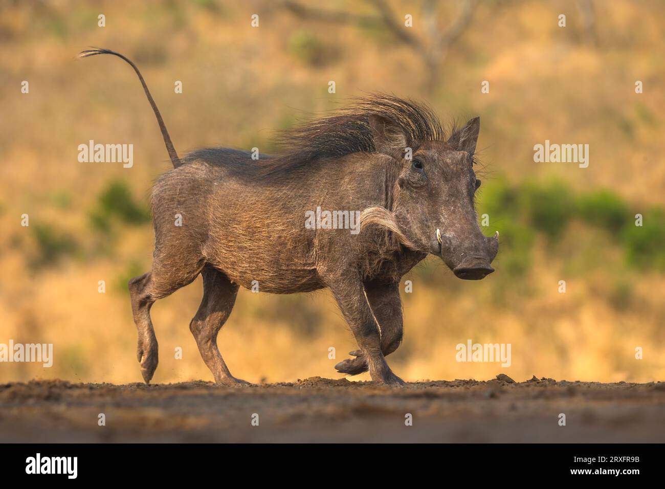 Warthog (Phacochoerus africanus), Zimanga game reserve, KwaZulu-Natal, South Africa Stock Photo