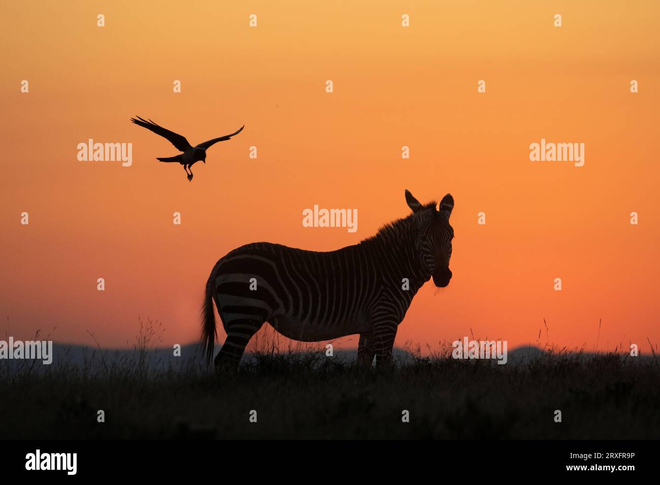 Cape mountain zebra (Equus zebra zebra) and pied crow at sunset, Mountain Zebra National Park, South Africa Stock Photo