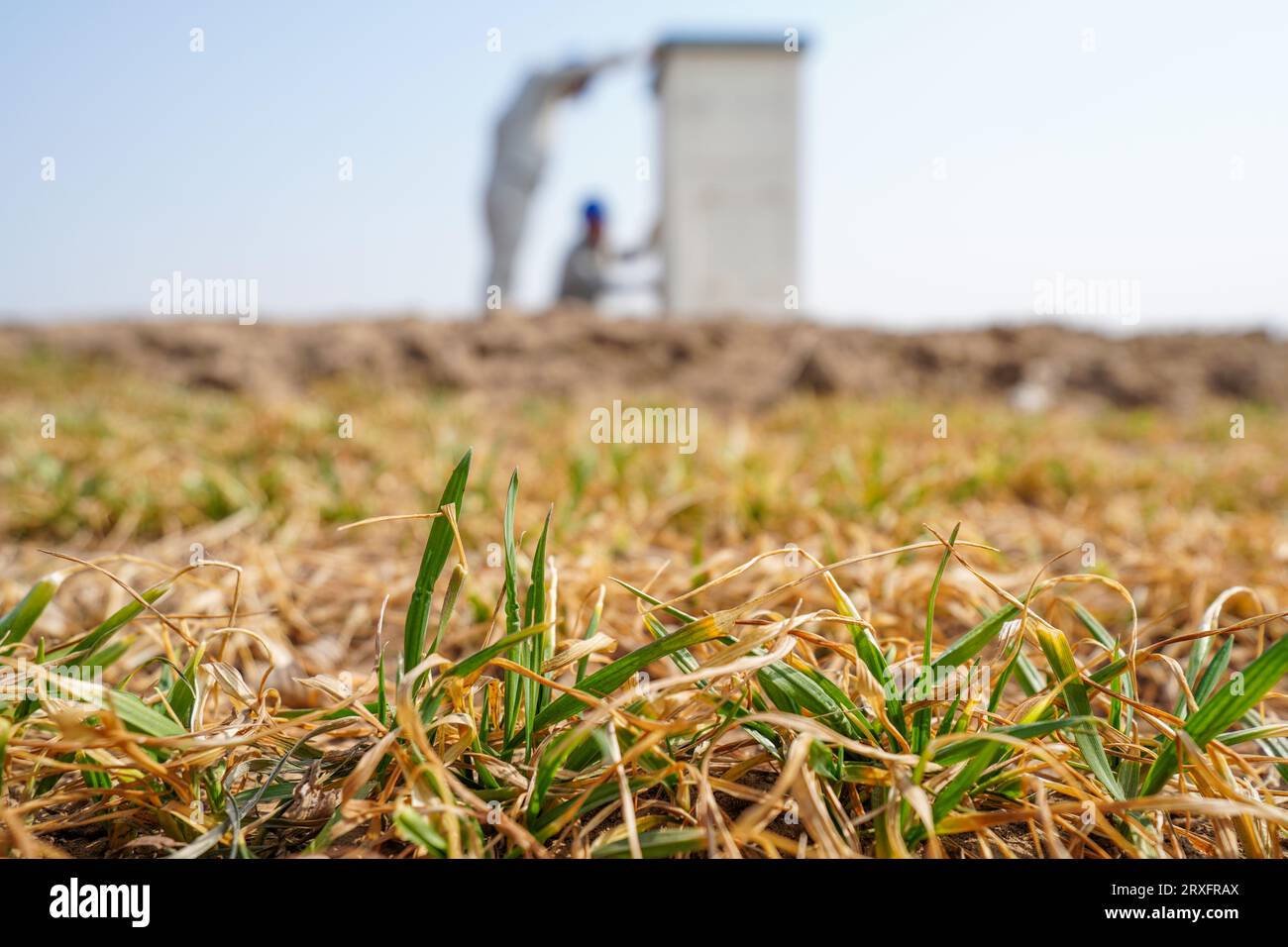 The power supply personnel are checking the drip irrigation power