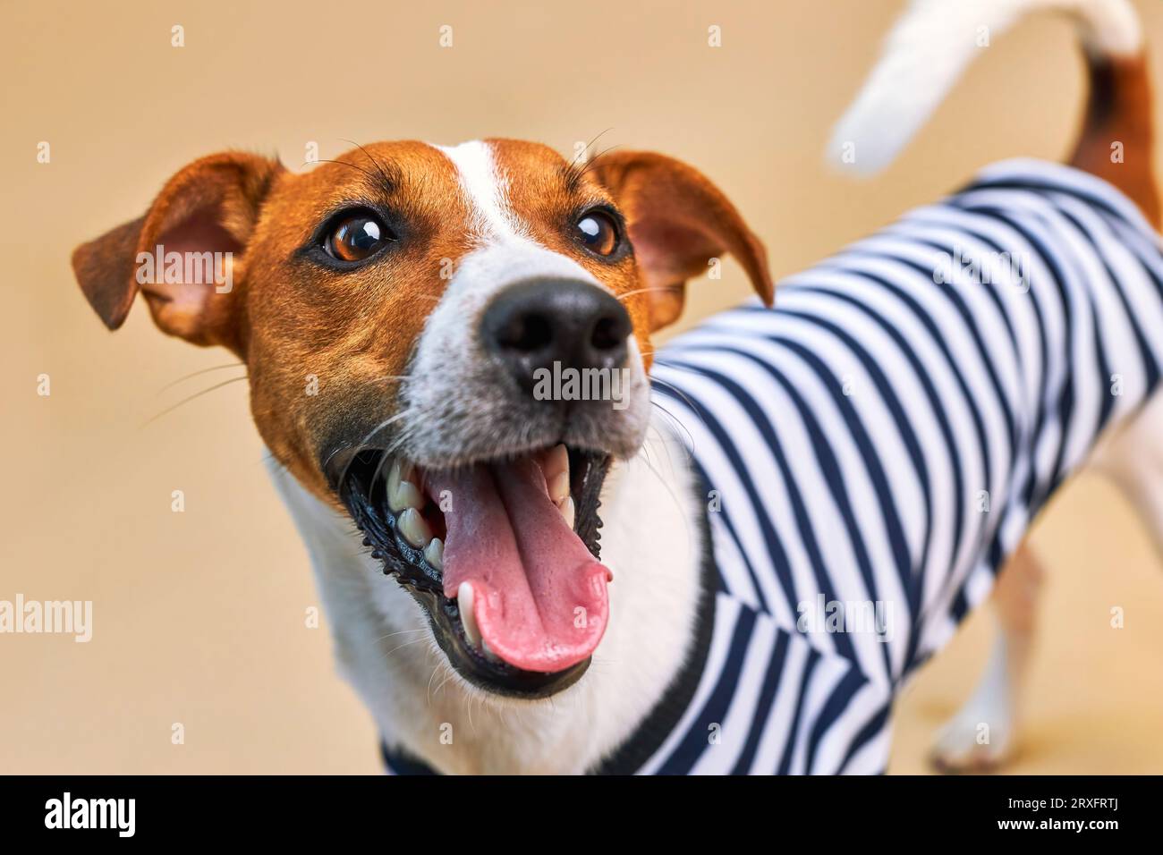 Cute Jack russel dog dog with tongue hanging out dressed in yellow