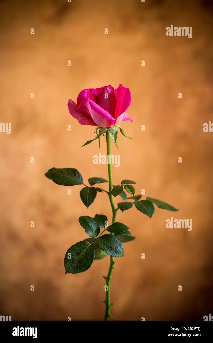 Flowers of beautiful blooming red rose on abstract brown background Stock Photo