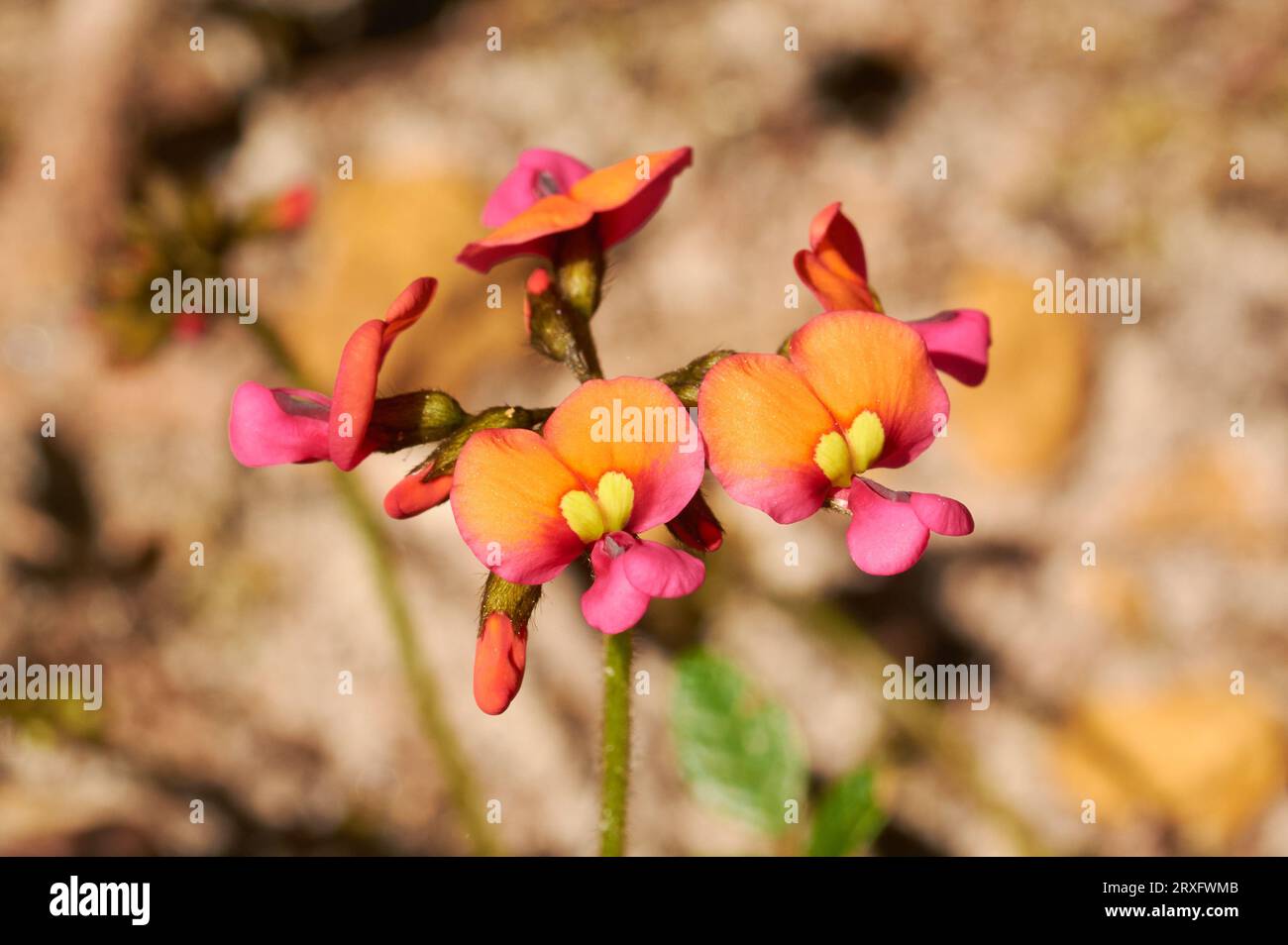 Chorizema sp., a wildflower endemic to Western Australia in Kondil Wildflower Park, Nannup. Stock Photo