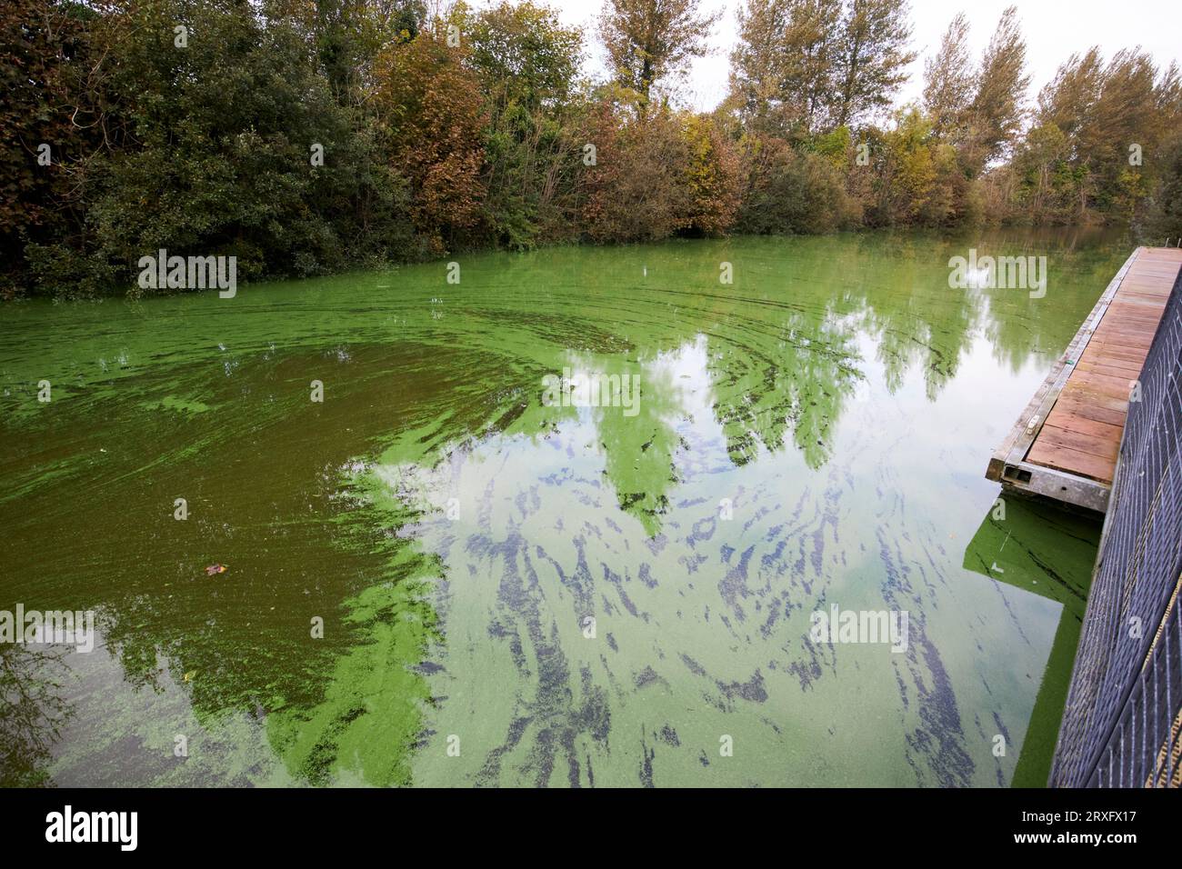 blue green algae outbreak on the toome canal Lough Neagh Northern Ireland UK Stock Photo