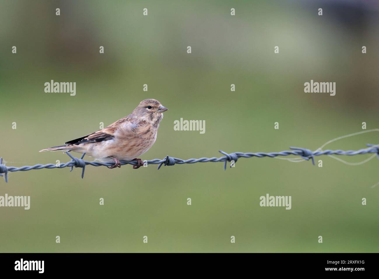 Linnet Carduelis cannabina streaked grey brown female bird perched on barbed wire in strong winds high on south downs copy space soft green background Stock Photo