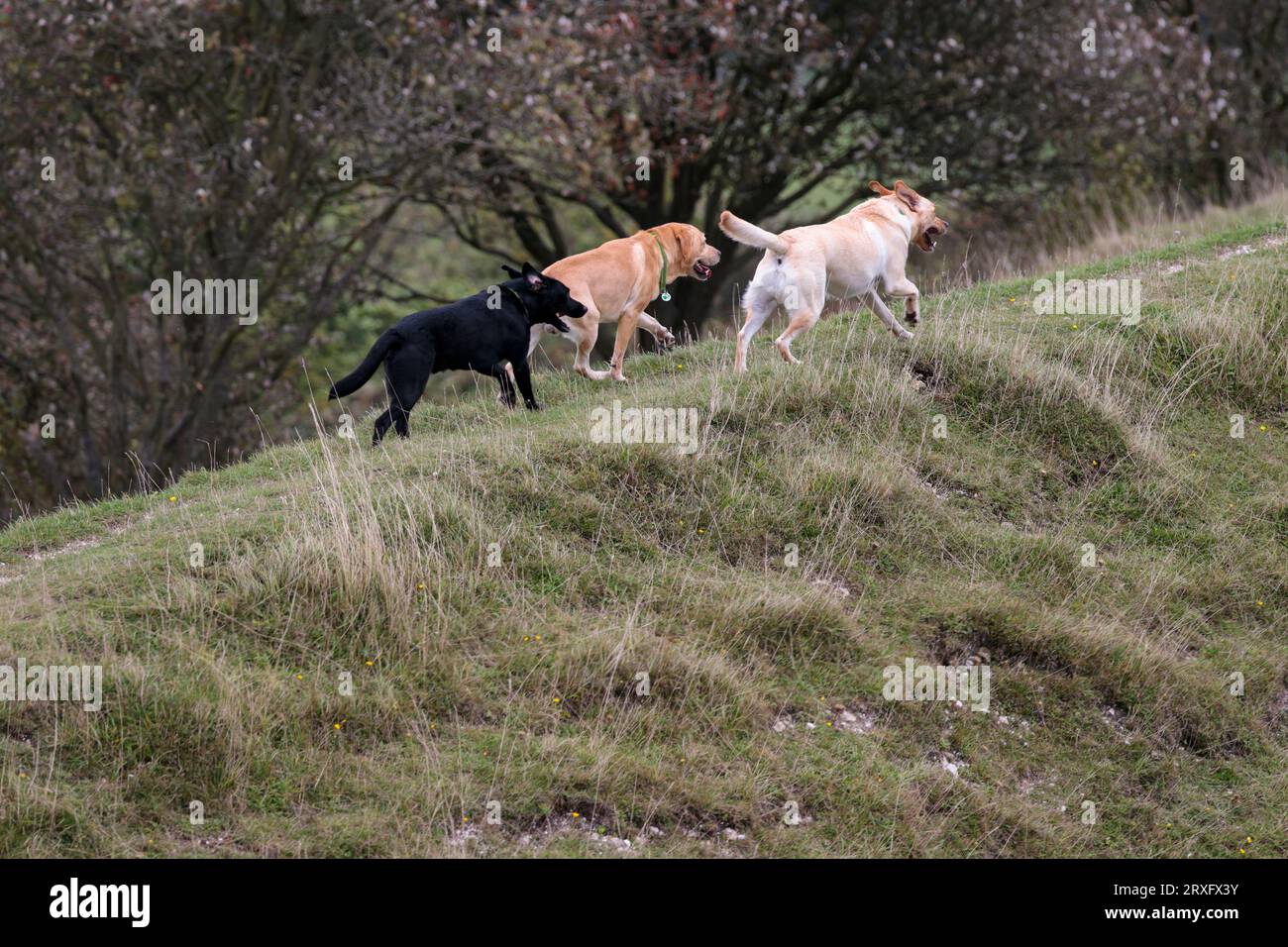 Dogs exorcising on south downs UK blonde to black Labrador type dogs