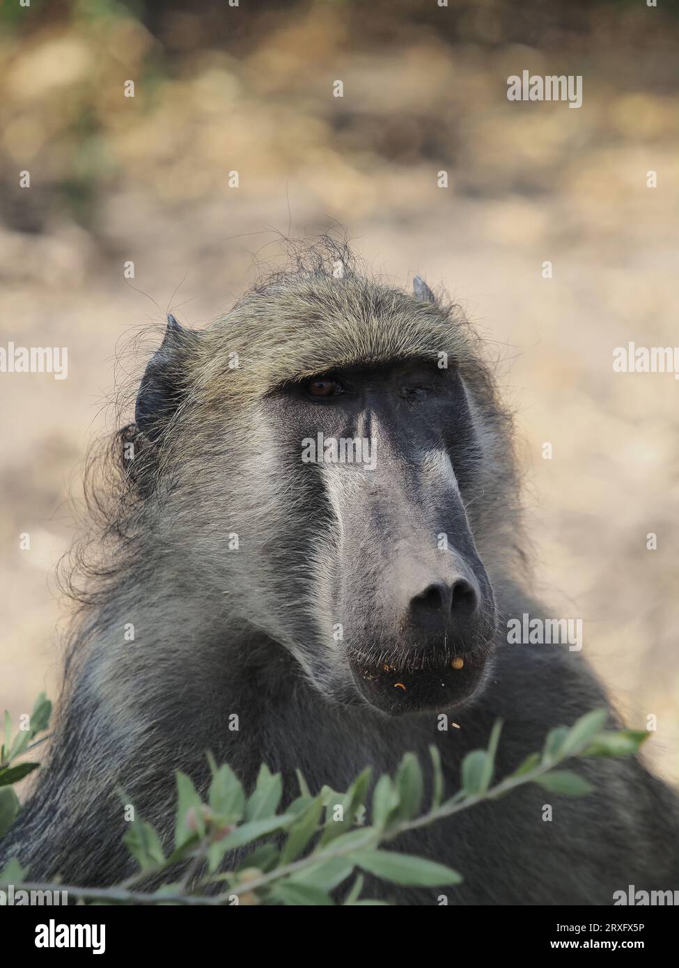 Chacma baboons live in troops for protection and observation of potential predators.  They sleep in trees at night reducing the risk of predation. Stock Photo