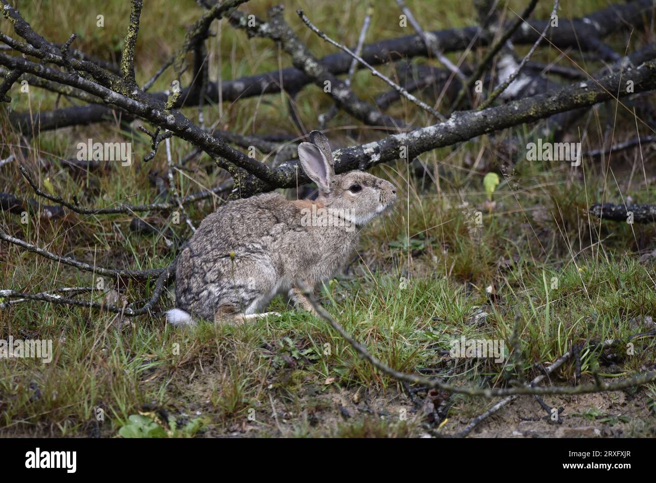 Wild Rabbit (Oryctolagus cuniculus) Sitting in Right-Profile, Centre of Image, Sniffing the Air from Woodland Floor in Wales, UK in Autumn Stock Photo