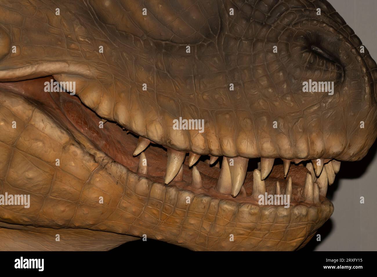 Tyrannosaurus rex teeth reconstruction of 6 inch long teeth Stock Photo