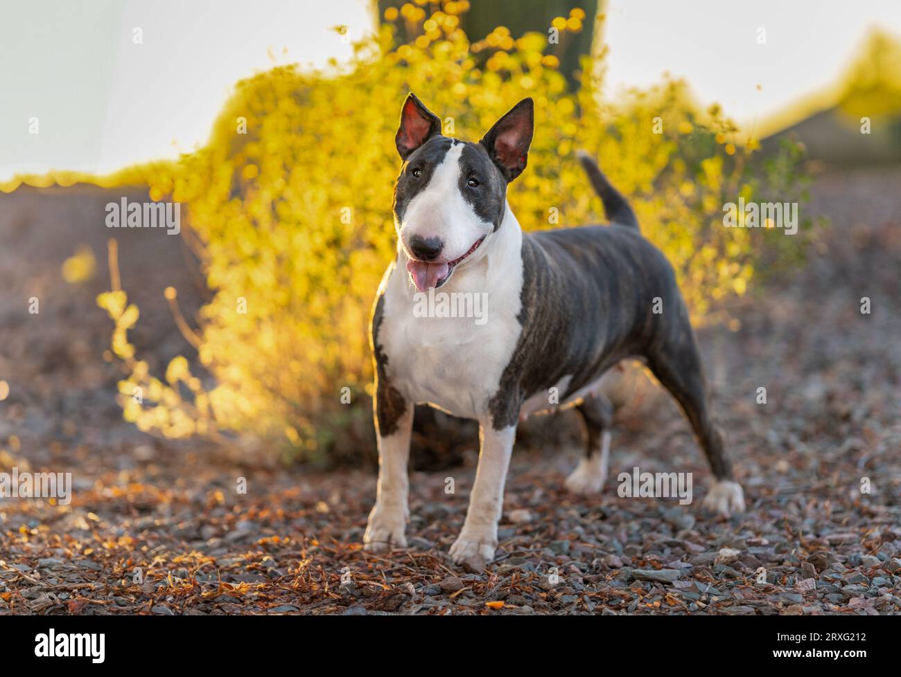 Colored bull terrier portrait in front of a yellow desert bush Stock Photo