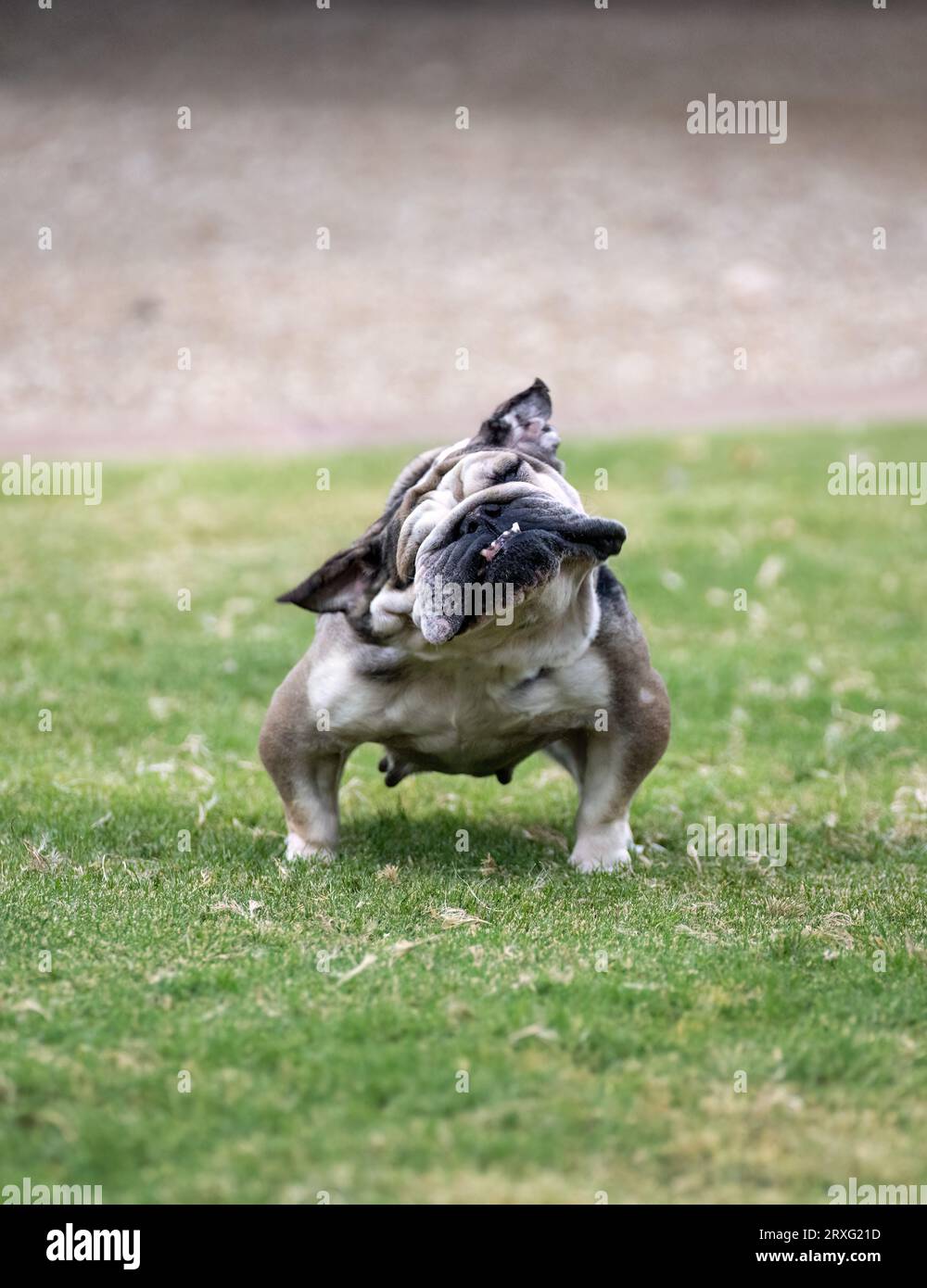Bulldog in mid-shake playing in the green grass Stock Photo