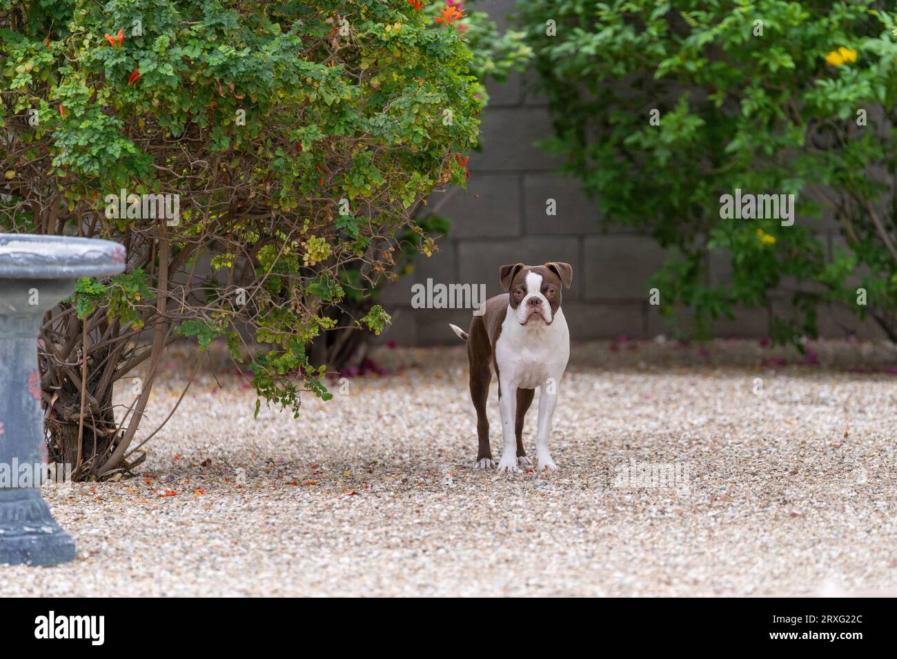 Boston terrier in a yard posing for a portrait between two bushes Stock Photo