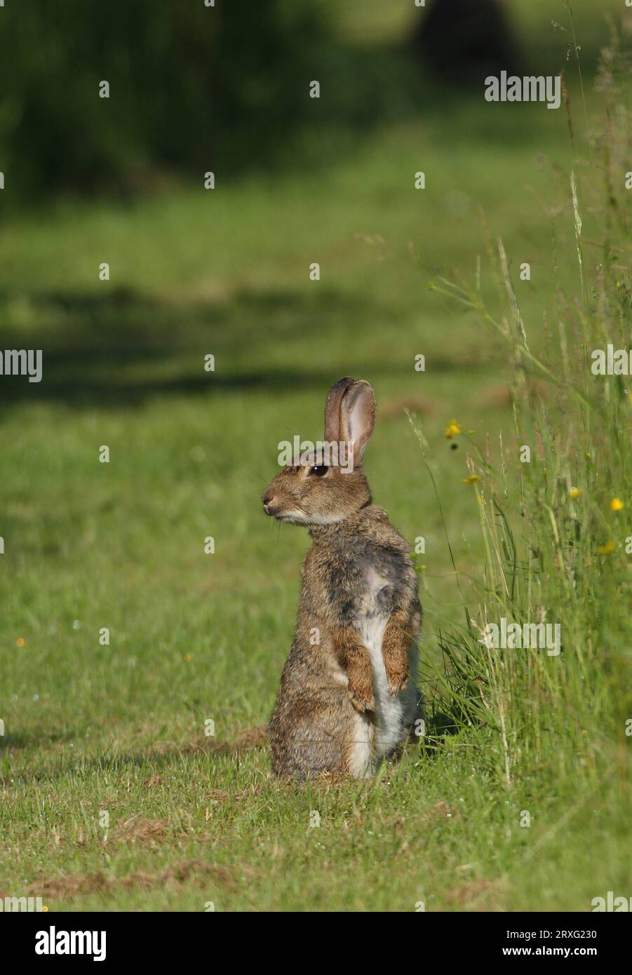 European Rabbit (Oryctolagus cuniculus) adult sitting up on damp grass