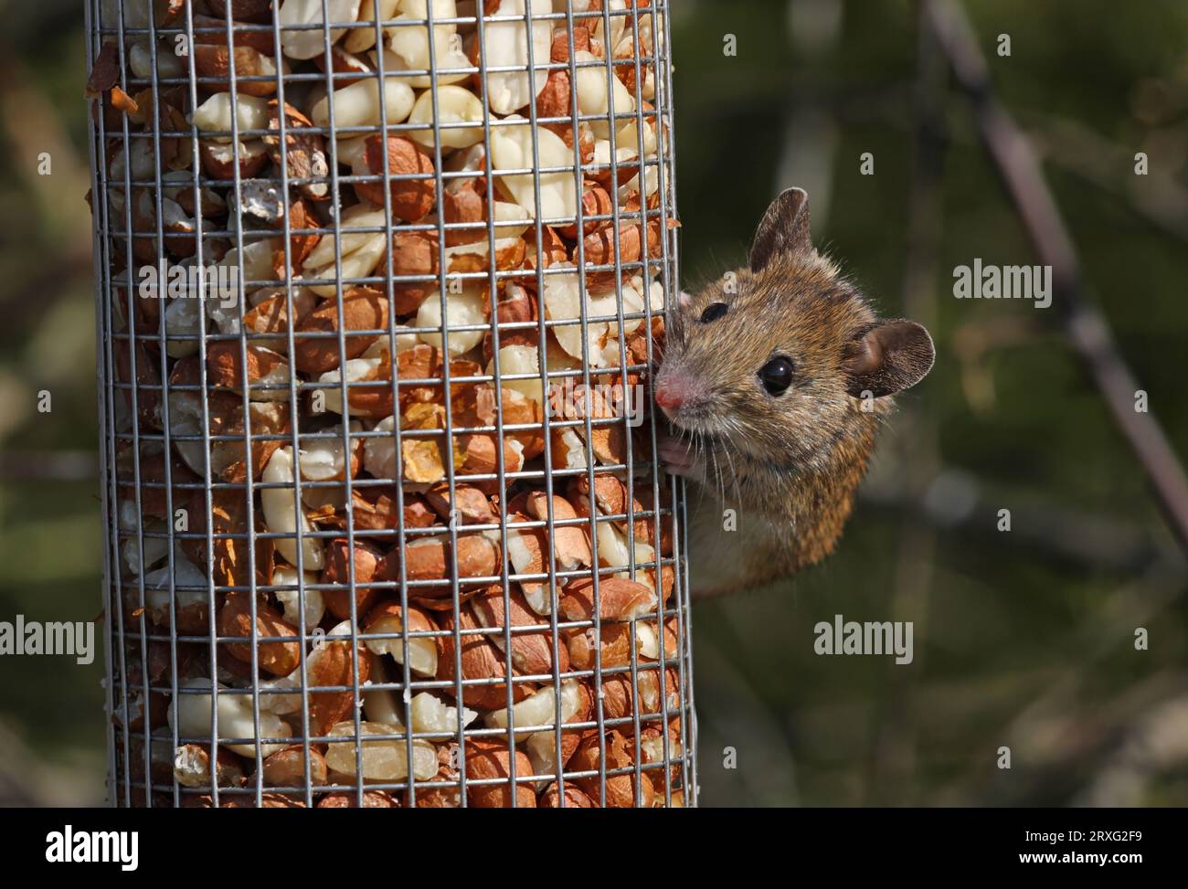 Wood Mouse (Apodemus sylvaticus) adult feeding on peanuts in bird