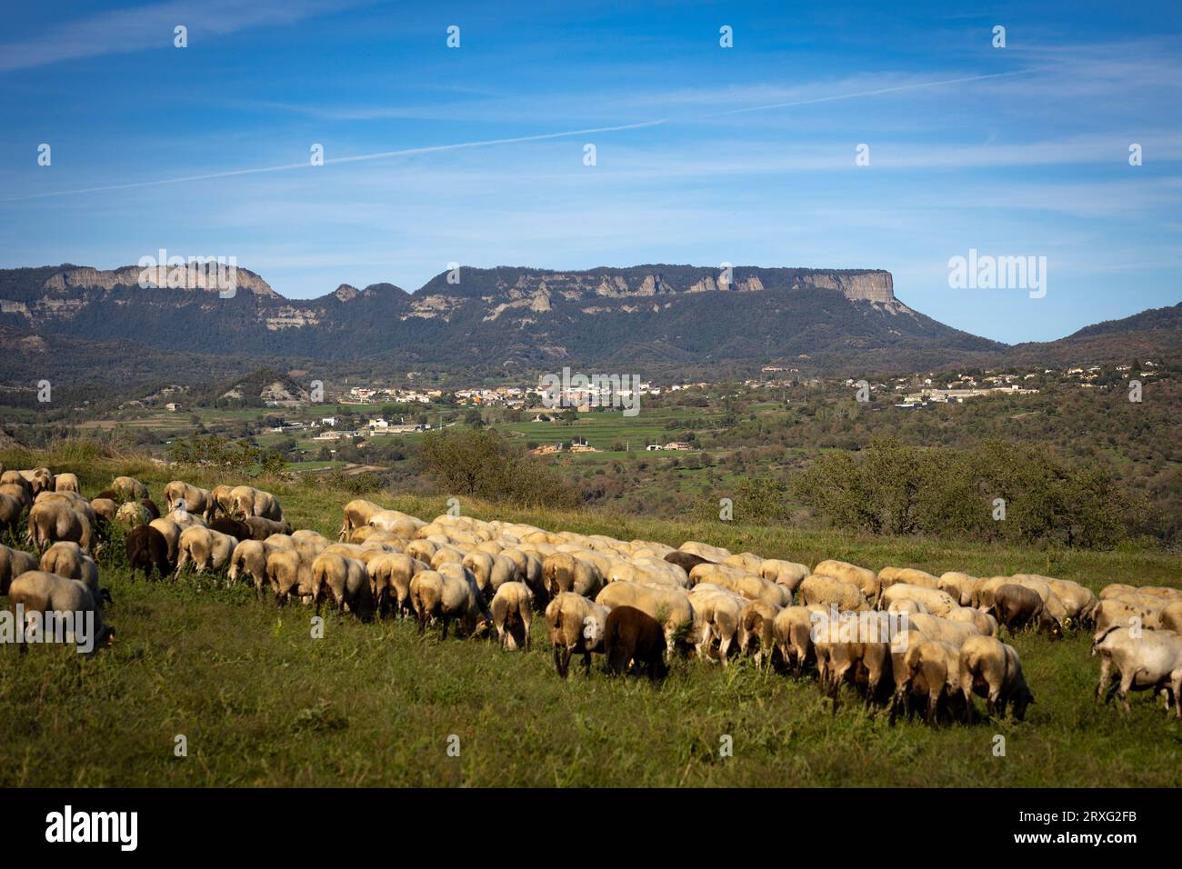 Ripollesa Sheep flock (ovella ripollesa). Ovis aries. With Cabrerès - Collsacabra mountain range on the background. L'Esquirol, Osona, Barcelona, Spai Stock Photo