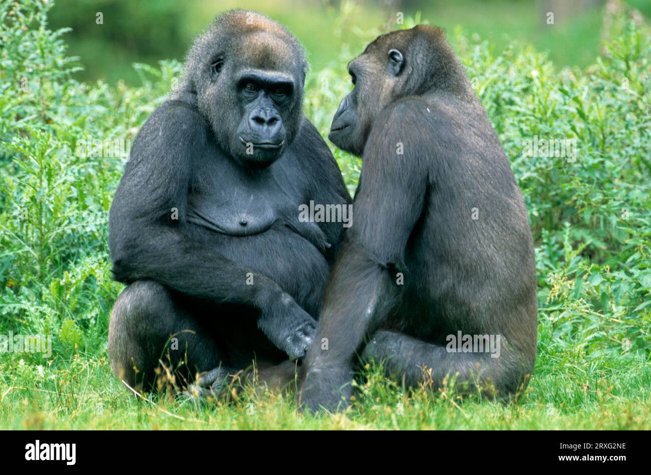 Lowland gorilla Corilla gorilla Stock Photo