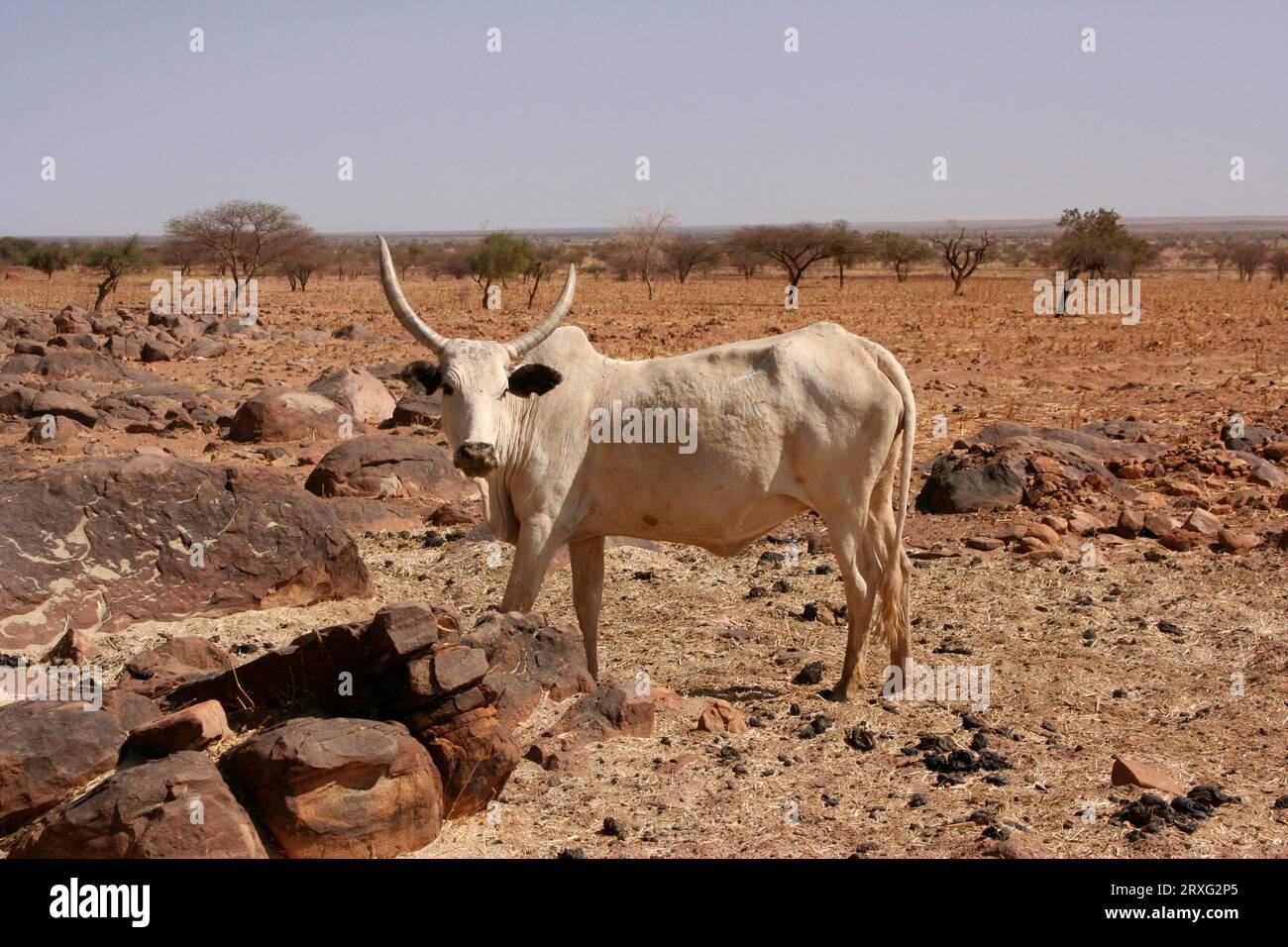 Hombori hombori hi res stock photography and images Alamy Hombori hombori hi res stock photography and images Alamy
