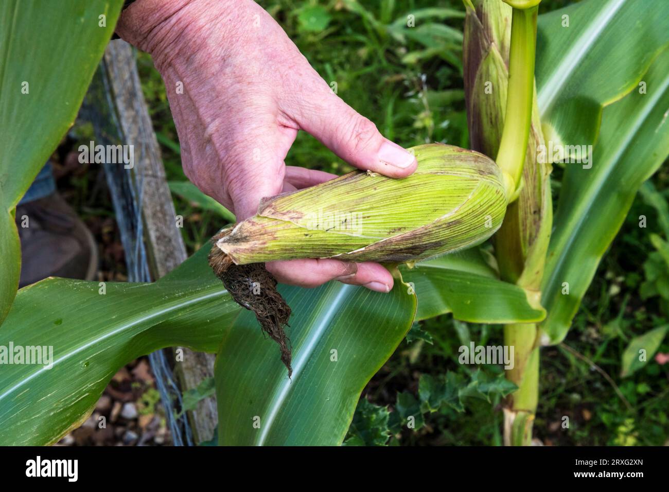 Woman harvesting a homegrown sweetcorn 'Sundance', Zea mays convar. saccharata var. rugosa. Stock Photo