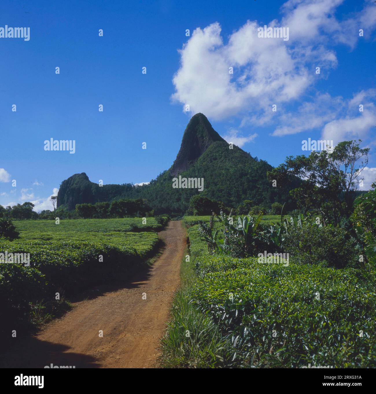View over tea fields to the volcanic mountain Piton du Milieu in the