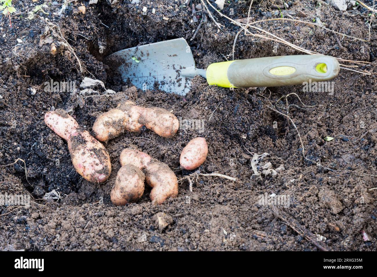 Freshly dug pink fir apple potatoes. Stock Photo