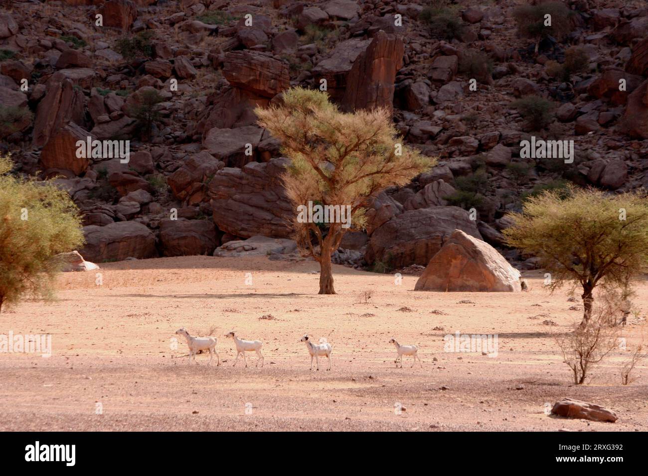 A family of goats walks through the barren landscape near Hombori- Mali Stock Photo
