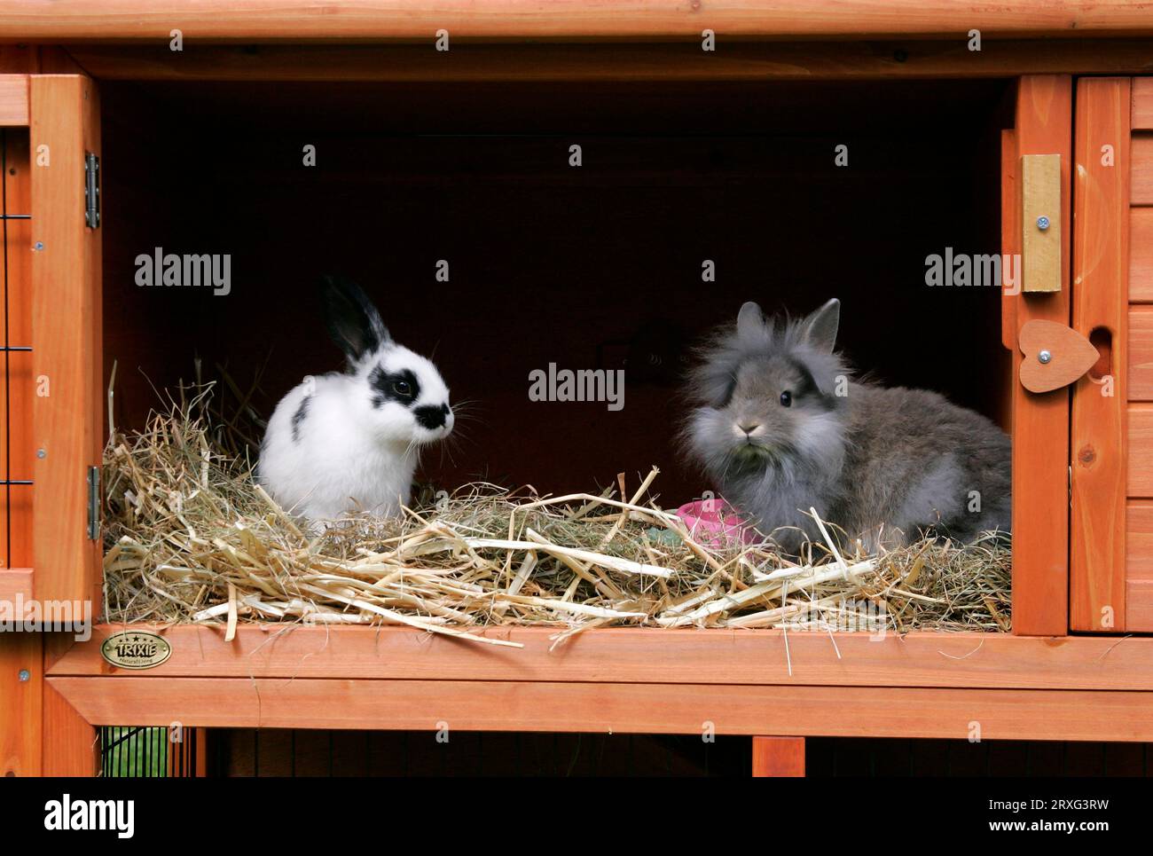 Domestic rabbits, young animals in rabbit hutch, hutch Stock Photo Alamy